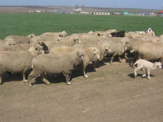 Fermierii cu până la 50 de oi nu plătesc impozit